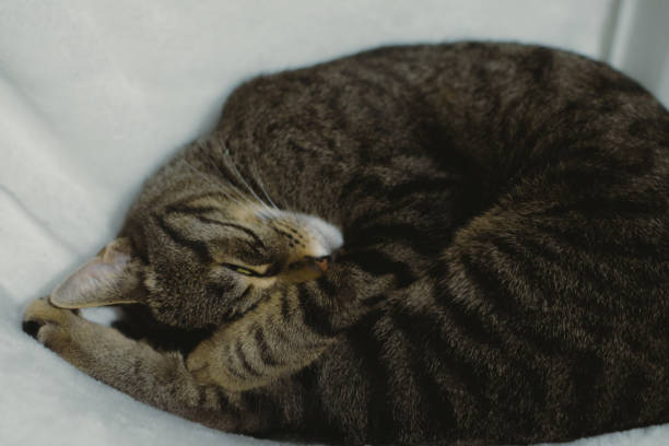 istock a striped cat sleeping on top of a white bed covered with sheets 1931873445