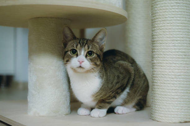 istock a cat under a table on a floor and looking intently at the camera 1931875062