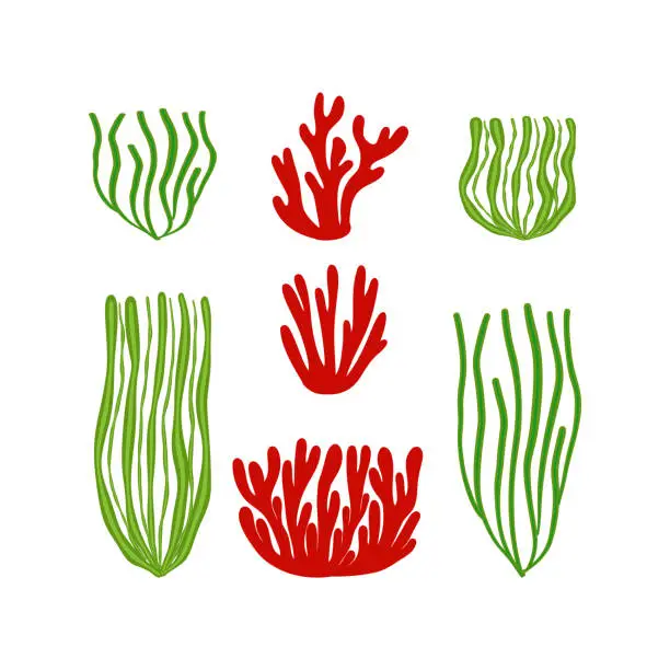 Vector illustration of Seaweed and algae. Various seagrass and corals. Underwater and aquarium plant silhouettes. Design elements for seabed scene. Vector illustration isolated in white.