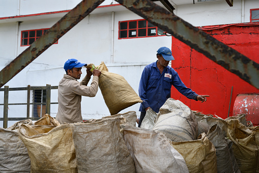 Bois Cheri, Mauritius - October 18 2023: Worker at Bois Cheri Tea Factory Handling Sacks full of Tea Leaves.