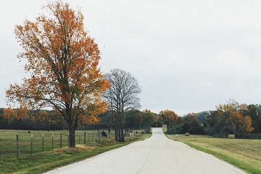 An orange-colored oak tree growing beside a lonely rural road in rural central Texas during late autumn.