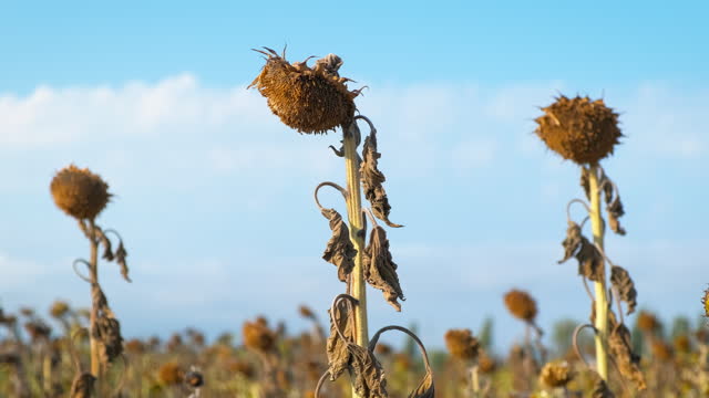 Ripe sunflowers during dry autumn.