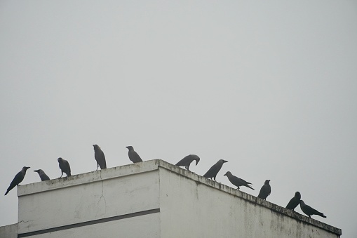Group of crows sitting at a residential building during the Winter morning in India.