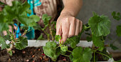 female hands with scissors trim a houseplant, flowers pelargonium, geranium