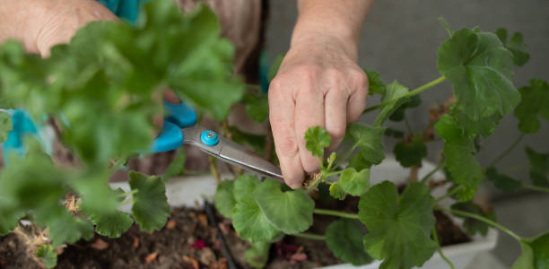 istock female hands with scissors trim a houseplant, flowers pelargonium, geranium 1931902521