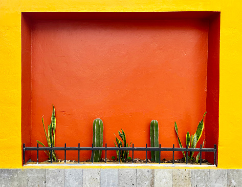A cactus installation in Coyoacan neighborhood in Mexico City