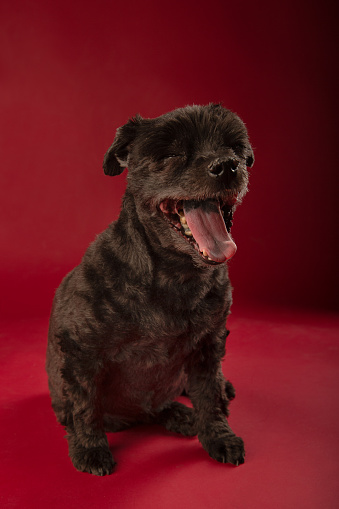 Tired Senior Black tiny dog sitting on red studio background