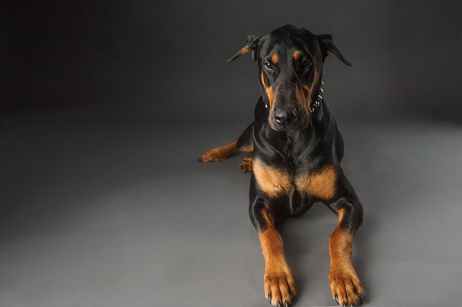 doberman pinscher laying down isolated on white background