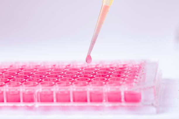 istock Researcher in laboratory working with cell culture 1931918368
