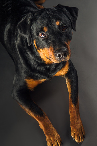 Rottweiler dog laying on dark grey background studio