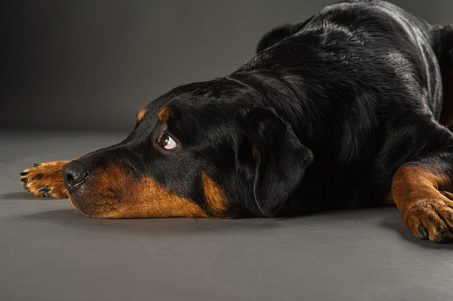 Dopey Rottweiler dog laying on dark grey background studio