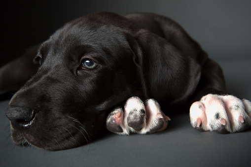 5 weeks old black great dane dog with blue eyes laying on dark grey background studio