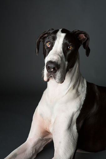Close up Big Black and white great dane dog on dark grey background studio