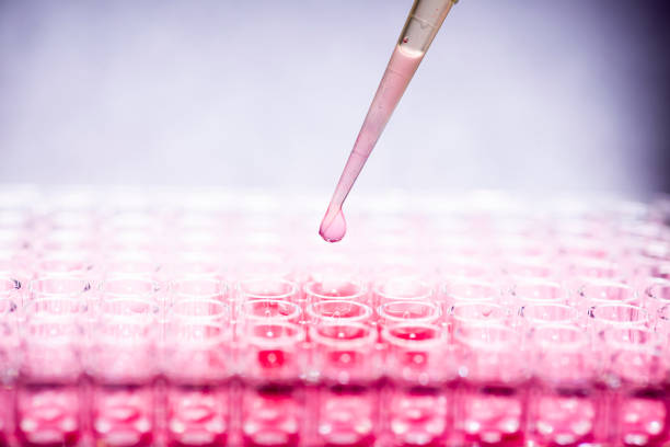 Researcher in laboratory working with cell culture, medica,  medicine and cell culture laboratory