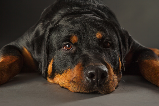 Dopey Rottweiler dog laying on dark grey background studio