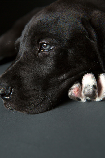 Close up of 5 weeks old black great dane dog with blue eyes laying on dark grey background studio