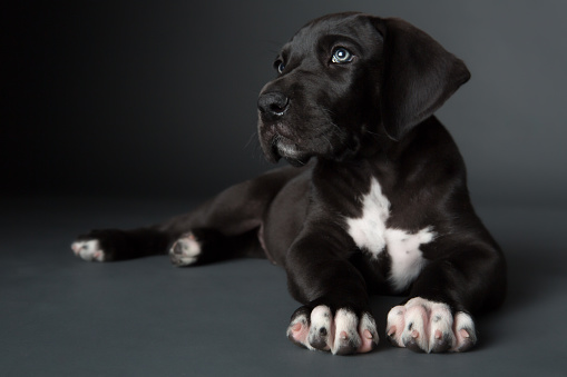 5 weeks old black great dane dog with blue eyes laying on dark grey background studio