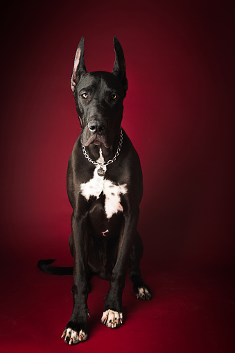 Black and white great dane dog sitting on red background studio
