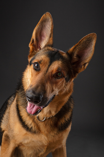 Alert German shepherd dog on dark grey background studio