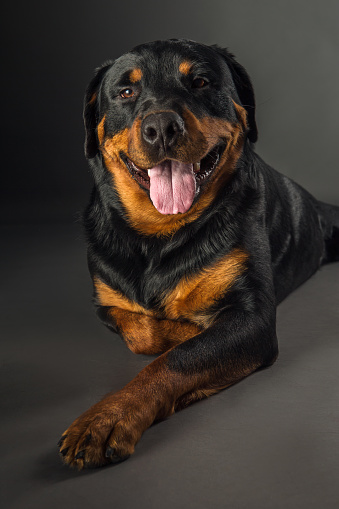 Happy Rottweiler dog laying on dark grey background studio