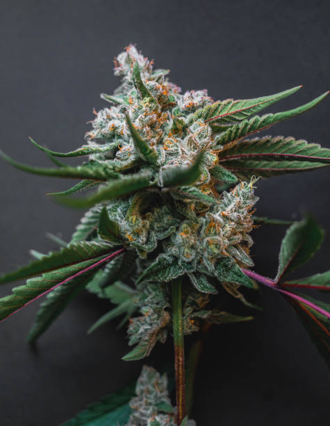 istock Beautiful cannabis big bud on the dark grey background 1931928862