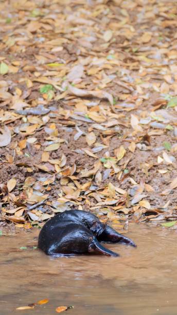 ornithorynque grattant - duck billed platypus wildlife animal endangered species photos et images de collection