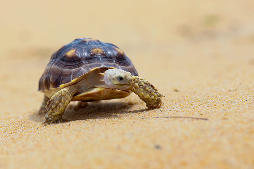 tortoise, sulcata tortoise take a walk on the beach, African spurred tortoise