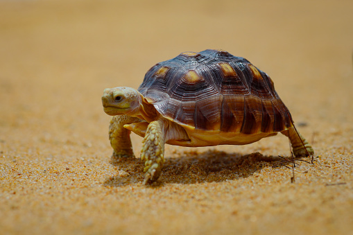 tortoise, sulcata tortoise take a walk on the beach, African spurred tortoise