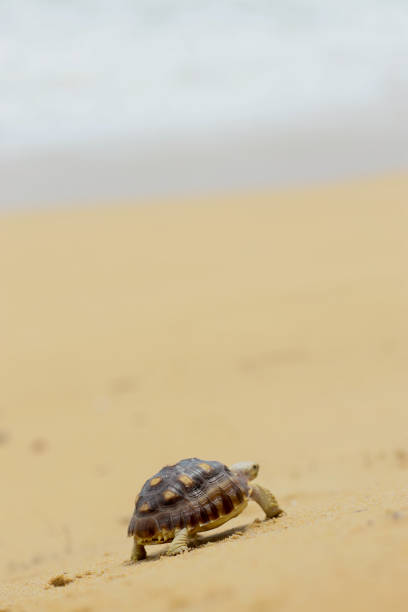 tortoise, sulcata tortoise take a walk on the beach, African spurred tortoise
