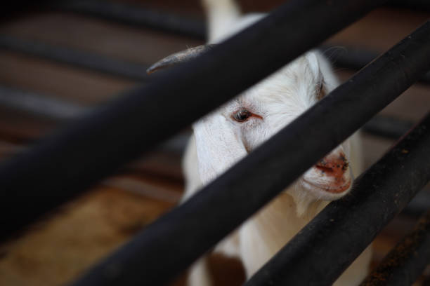 Goat sitting and looking around the cage in the zoo