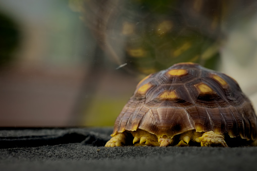 tortoise, sulcata tortoise take a Sleeping on a car, African spurred tortoise