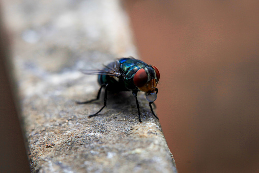 Common green bottle fly with a small bubble resting motionless on dry flower. Side view, closeup. Blurred light background. Genus species Lucilia sericata.