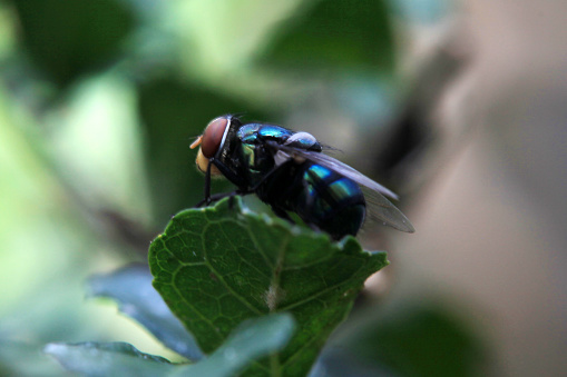 Common green bottle fly with a small bubble resting motionless on dry flower. Side view, closeup. Blurred light background. Genus species Lucilia sericata.