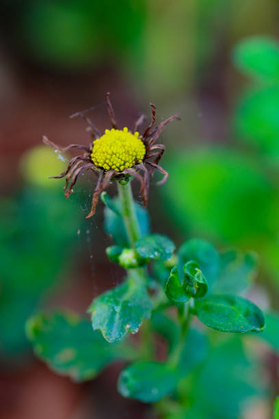 The yellow flowers are drying up.