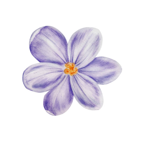 istock Watercolor white and purple blooming crocus flower isolated on white background. Spring and easter botanical hand painted saffron illustration. For designers, wedding, decoration, postcards, wrapping paper, scrapbooking, covers, invitations, posters and 1931961916