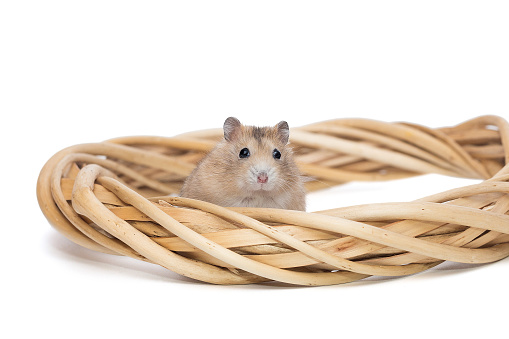 Small hamster and a wreath from a natural vine, isolated on a white background