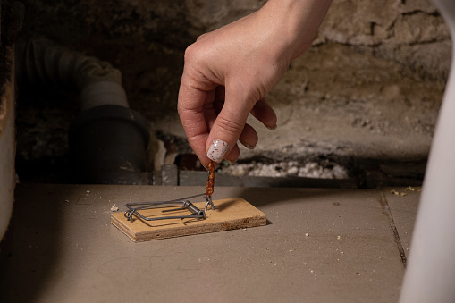 A mousetrap with a piece of sausage stands on the floor in the bathroom in an old dirty house, and a woman's hand puts the sausage on the mousetrap