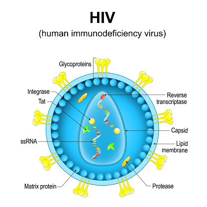 human immunodeficiency virus. Close-up of a HIV virion structure. Magnified of virus particle that cause acquired immunodeficiency syndrome. Vector diagram