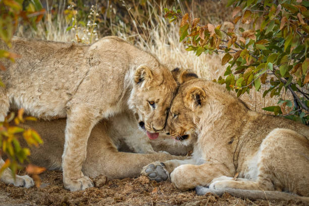 istock Young lion cubs ( Panthera Leo) cuddling, Ongava Private Game Reserve ( neighbour of Etosha), Namibia. 1931983870