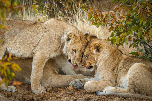 Young lion cubs ( Panthera Leo) cuddling, Ongava Private Game Reserve ( neighbour of Etosha), Namibia.  Horizontal.