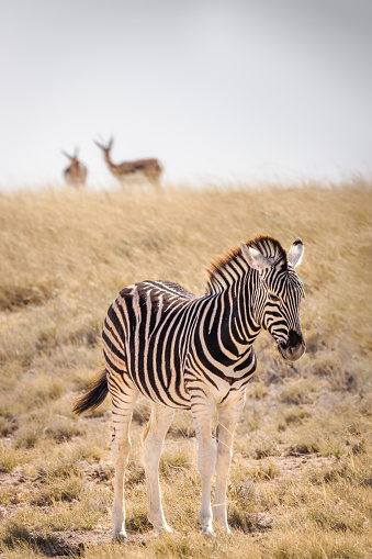 A young zebra ( Equus Burchelli) very sleepy, Etosha National Park, Namibia.  Vertical.
