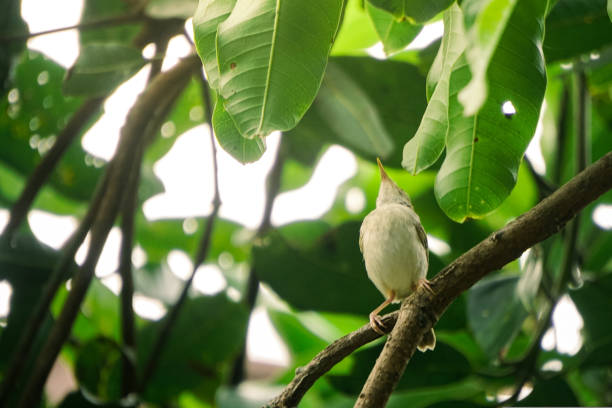 istock Prinia familiaris bird 1931988612