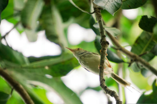 istock Prinia familiaris bird 1931988616