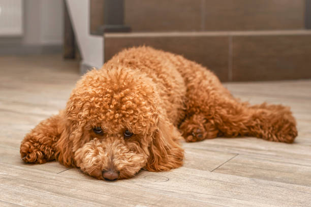istock Lonely Bored Depressed Dog Waiting its Owner 1931997007