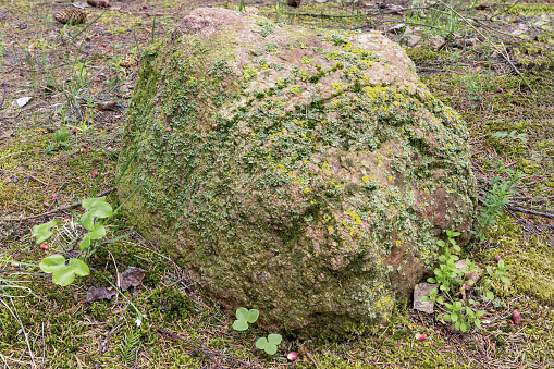 Moss stone in the forest in spring with various plants