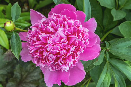 Peony flower blossom with a bud of green leaves on a blurred background