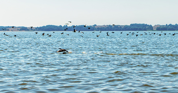 Lithuania, the Curonian Lagoon, a cormorant family flies over the water