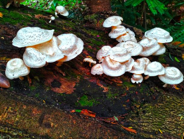 istock Mushrooms that live wild in the forest 1932013880