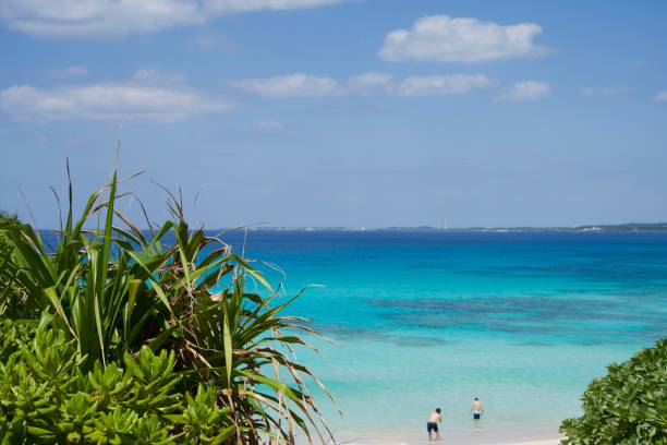 istock Tropical plants and tropical blue sea 1932018699