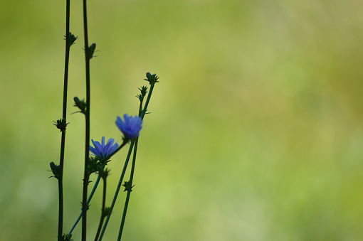 Close-up of common chicory flowers with soft green blurred background